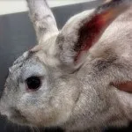 Лікування вушного кліща у кроликів в домашніх умовах і інших хвороб вух народними засобами (лікування) Лікування вушного кліща у кроликів в домашніх умовах і інших хвороб вух народними засобами
