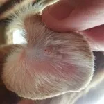 Лікування вушного кліща у кроликів в домашніх умовах і інших хвороб вух народними засобами (кроликів) Лікування вушного кліща у кроликів в домашніх умовах і інших хвороб вух народними засобами