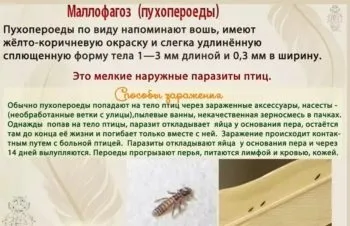 Лікування хвилястих папуг від кліщів і пероедов (хвилястих) Лікування хвилястих папуг від кліщів і пероедов