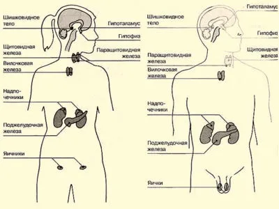 Лг, ФСГ, пролактин, естрадіол що це таке (таке) Лг, ФСГ, пролактин, естрадіол що це таке