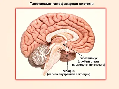 Лг, ФСГ, пролактин, естрадіол що це таке (вторинних статевих ознак) Лг, ФСГ, пролактин, естрадіол що це таке