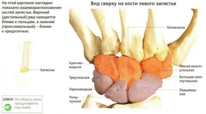 Променевозап'ястний суглоб будова (анатомія), функції і захворювання (функції) Променевозап'ястний суглоб будова (анатомія), функції і захворювання