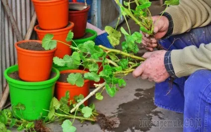 Літній розмноження декоративних рослин зеленими живцями (рослин) Літній розмноження декоративних рослин зеленими живцями