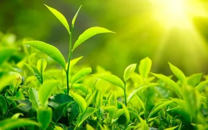 L-теанін увагу до деталей, clevermindru (поліпшити пам'ять) L-теанін увагу до деталей, clevermindru