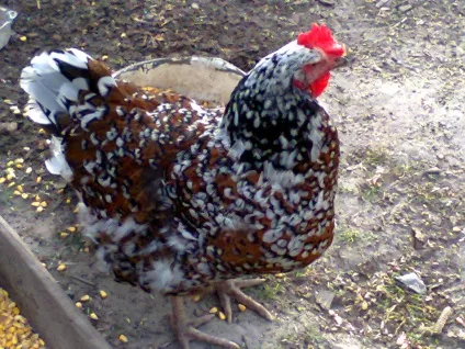 Ливенской кури опис і характеристика породи (обсягами якості кормів) Ливенской кури опис і характеристика породи