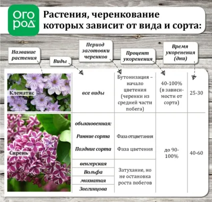 Літній розмноження декоративних рослин зеленими живцями (зеленими) Літній розмноження декоративних рослин зеленими живцями