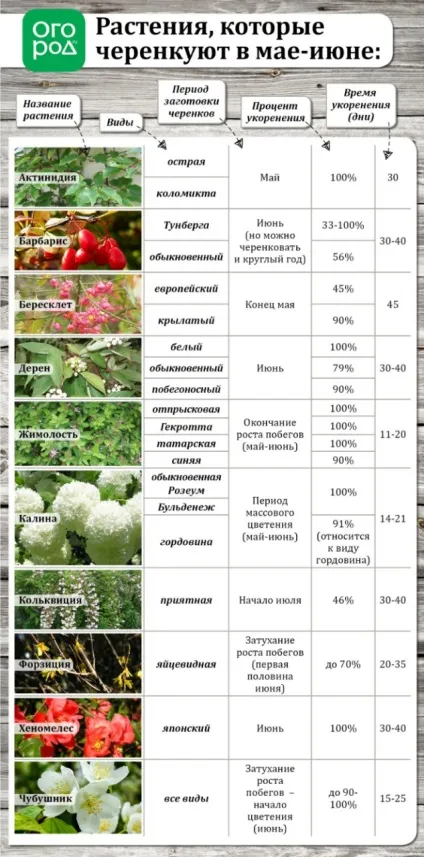 Літній розмноження декоративних рослин зеленими живцями (розмноження) Літній розмноження декоративних рослин зеленими живцями