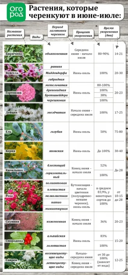 Літній розмноження декоративних рослин зеленими живцями (зеленими) Літній розмноження декоративних рослин зеленими живцями