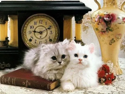 Меблі для кішки - корисні поради
