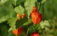 Приготування гуляшу з яловичини в мультиварці рецепти, поради кухарів (яловичини) Приготування гуляшу з яловичини в мультиварці рецепти, поради кухарів
