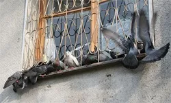 Прикмета голуб на підвіконні