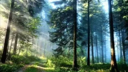 Природні співтовариства, вплив людини на них і їх охорона, найбільший портал по навчанню (природне співтовариство ліс) Природні співтовариства, вплив людини на них і їх охорона, найбільший портал по навчанню