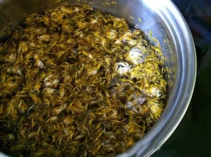 Застосування кульбаб як добриво (кульбаб) Застосування кульбаб як добриво