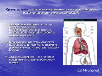 Презентація на тему презентація проекту групи дихання як ми дихаємо (групи) Презентація на тему презентація проекту групи дихання як ми дихаємо