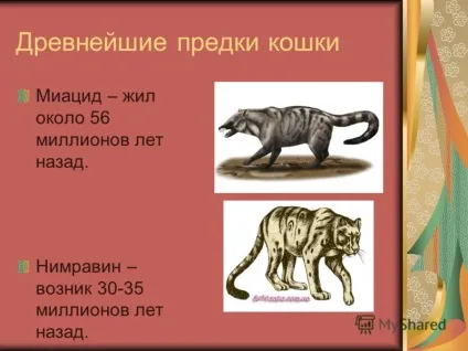 Презентація на тему світ домашніх кішок презентацію підготувала учениця 1 - б - класу Косінова (домашніх) Презентація на тему світ домашніх кішок презентацію підготувала учениця 1 - б - класу Косінова