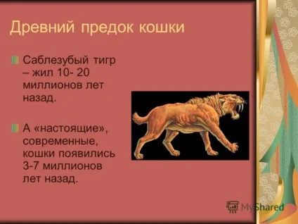 Презентація на тему світ домашніх кішок презентацію підготувала учениця 1 - б - класу Косінова (світ домашніх кішок презентацію підготувала учениця 1 «б» класу Косінова євгенія науковий керівник Косінова Є.В.) Презентація на тему світ домашніх кішок презентацію підготувала учениця 1 - б - класу Косінова