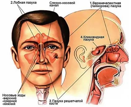 Додаткові пазухи носа пневматізірованний - що це таке (таке) Додаткові пазухи носа пневматізірованний - що це таке