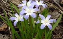 Багаторічні квіти, квітучі все літо для уралу весняні і літні, морозостійкі і низькорослі (морозостійкі) Багаторічні квіти, квітучі все літо для уралу весняні і літні, морозостійкі і низькорослі