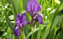 Багаторічні квіти, квітучі все літо для уралу весняні і літні, морозостійкі і низькорослі (морозостійкі) Багаторічні квіти, квітучі все літо для уралу весняні і літні, морозостійкі і низькорослі