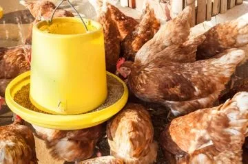 Мінеральні добавки для курей несучок для поліпшення несучості (мінеральні добавки курей несучок бренд несучість елемент мінерал) Мінеральні добавки для курей несучок для поліпшення несучості