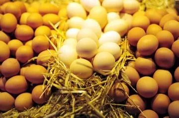 Мінеральні добавки для курей несучок для поліпшення несучості (несучок) Мінеральні добавки для курей несучок для поліпшення несучості