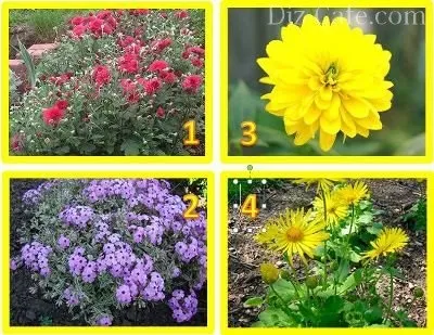Багаторічні квіти для сибіру і Уралу - які краще (багаторічні) Багаторічні квіти для сибіру і Уралу - які краще
