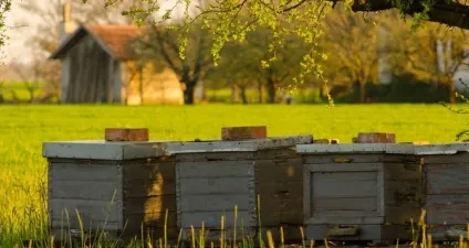 Мелісса її лікувальні властивості і протипоказання (лікувальні) Мелісса її лікувальні властивості і протипоказання