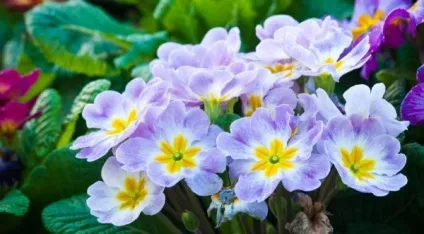 Багаторічні квіти для уралу що посадити в північних краях (багаторічні) Багаторічні квіти для уралу що посадити в північних краях