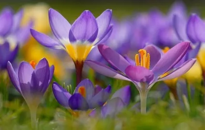 Багаторічні квіти для уралу фото і назви (весняні квіти уралу) Багаторічні квіти для уралу фото і назви