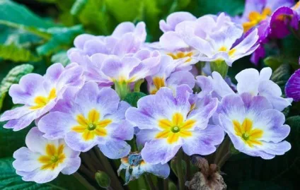 Багаторічні квіти для уралу фото і назви (уралу) Багаторічні квіти для уралу фото і назви