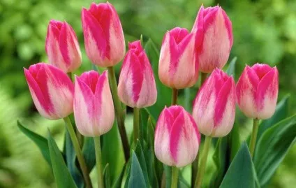 Багаторічні квіти для уралу фото і назви (багаторічні квіти для уралу фото і назви) Багаторічні квіти для уралу фото і назви