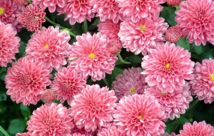 Багаторічні квіти для уралу фото і назви (квіти) Багаторічні квіти для уралу фото і назви