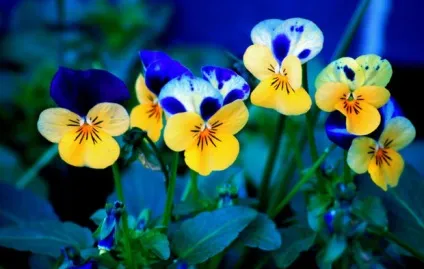 Багаторічні квіти для уралу фото і назви (уралу) Багаторічні квіти для уралу фото і назви