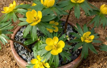Багаторічні квіти для уралу фото і назви (багаторічні квіти для уралу квітучі все літо) Багаторічні квіти для уралу фото і назви