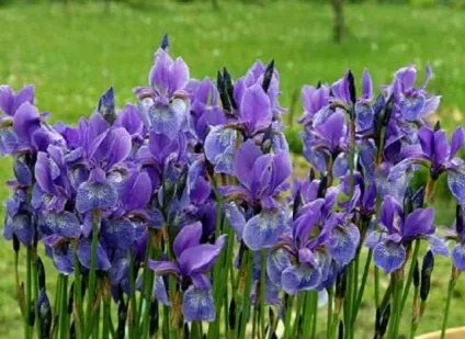 Багаторічники в саду уралу фото і назви (багаторічники) Багаторічники в саду уралу фото і назви