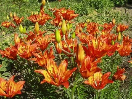 Багаторічники в саду уралу фото і назви (уралу) Багаторічники в саду уралу фото і назви