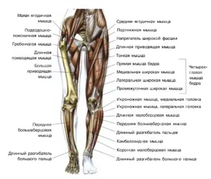 М'язи ніг анатомія, будова, тренування (фото і відео) (тренування) М'язи ніг анатомія, будова, тренування (фото і відео)