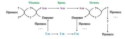 Модуль 9 обмін амінокислот