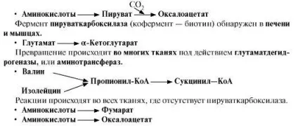 Модуль 9 обмін амінокислот