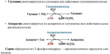 Модуль 9 обмін амінокислот