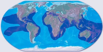 Морські черепахи, види, розмноження, як виглядають, фото (розмноження) Морські черепахи, види, розмноження, як виглядають, фото