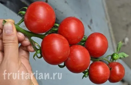 Мій найулюбленіший продукт - українські помідори (продукт) Мій найулюбленіший продукт - українські помідори