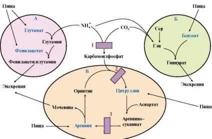 Модуль 9 обмін амінокислот