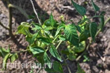Мій найулюбленіший продукт - українські помідори (улюблений) Мій найулюбленіший продукт - українські помідори