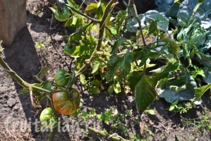 Мій найулюбленіший продукт - українські помідори (самий) Мій найулюбленіший продукт - українські помідори