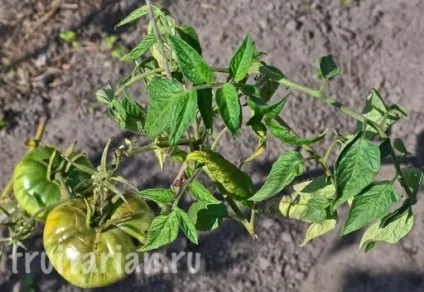 Мій найулюбленіший продукт - українські помідори (українські) Мій найулюбленіший продукт - українські помідори