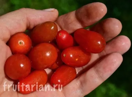 Мій найулюбленіший продукт - українські помідори (продукт) Мій найулюбленіший продукт - українські помідори