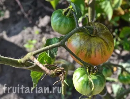 Мій найулюбленіший продукт - українські помідори (самий) Мій найулюбленіший продукт - українські помідори