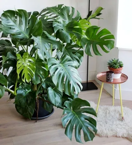 Монстера - вирощування і догляд в домашніх умовах (домашніх) Монстера - вирощування і догляд в домашніх умовах