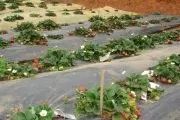 Мульчування полуниці під плівку, інші укривние матеріали, вирощування, фото, відео (полуниці) Мульчування полуниці під плівку, інші укривние матеріали, вирощування, фото, відео